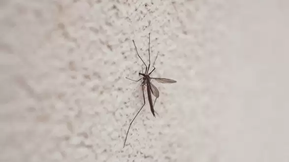 İstanbullular Dikkat! Bahar Geldi, Risk Arttı: Valilik Kene ve Sivrisineklerle Mücadele İçin Düğmeye Bastı: 39 İlçeye "Acil Önlem" Talimatı