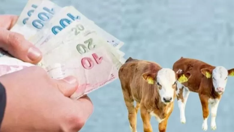 Buzağı desteği için belirlenen tutar ne kadar olacak? Buzağı yardımı ödemeleri ne zaman yapılacak? İkinci dönem buzağı desteği başvuru tarihleri açıklandı.