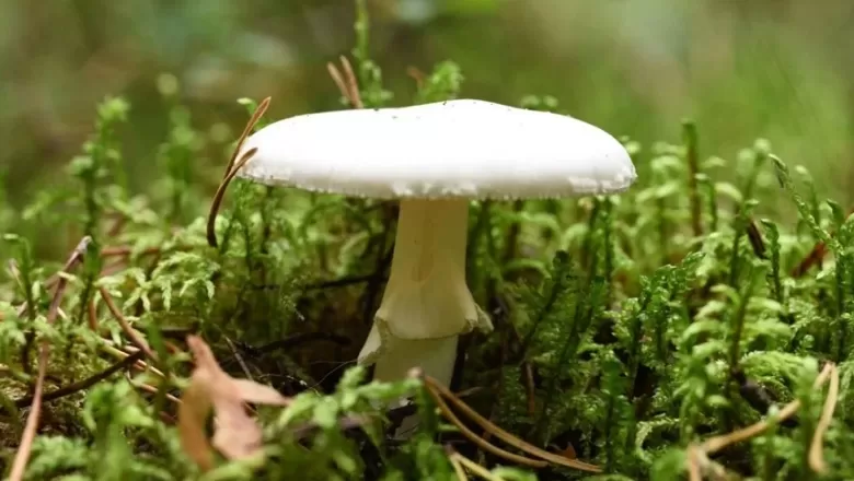 Dünyanın en tehlikeli mantarının etkisi artıyor