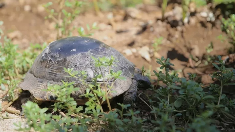 Kabuğu Kırılan Kaplumbağa Ustanın Onarımıyla Yeniden Doğaya Bırakıldı