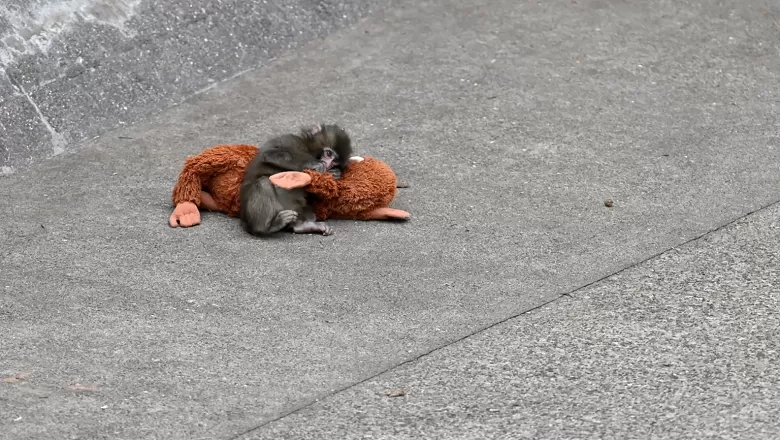 PUNÇ VE PELUŞ OYUNCAĞI REKORLAR KIRIYOR