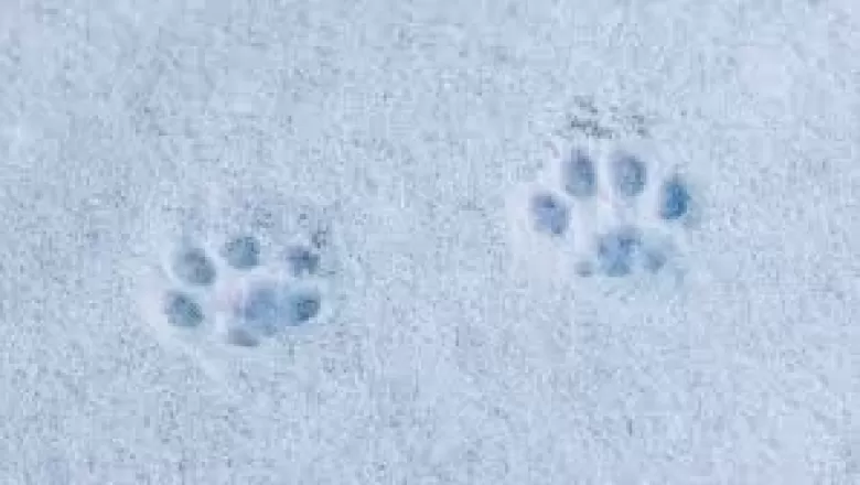 Dondurucu Soğukta Mucize Kurtuluş: Yol Kenarında Bulunan Yavru Kedi Hayata Döndürüldü