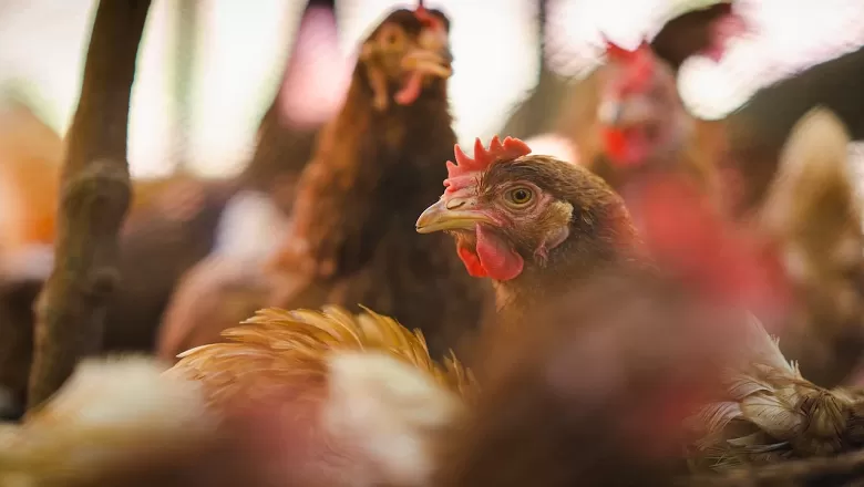 Avrupa’da ilk "H9N2 kuş gribi" vakası kayıtlara geçti: Bilinenler neler?