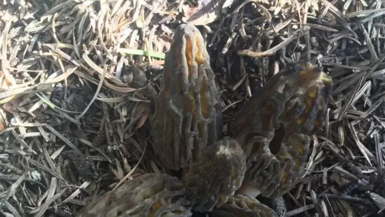 Kilosu 1500 TL: Toroslar’da nadir bulunan mantara yoğun ilgi