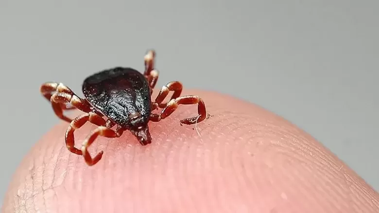 Sıcaklık Artışıyla Kene Vakalarında Risk Yükseliyor