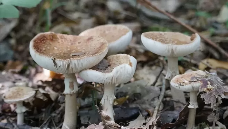 Yabani mantardan zehirlenen 1 kişi öldü, 5 kişi tedavi altında