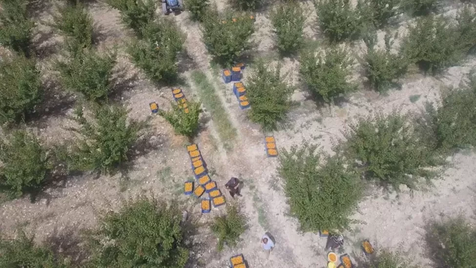 Mut Kayısısında Hasat Coşkusu: Coğrafi İşaretli Lezzetin Kilosu 50 TL’den Alıcı Buluyor