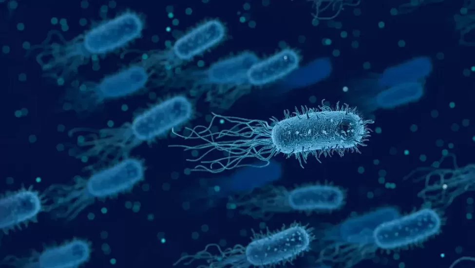 Bağırsak bakterilerinde serotonin sürprizi: Bilim dünyasını heyecanlandıran gelişme