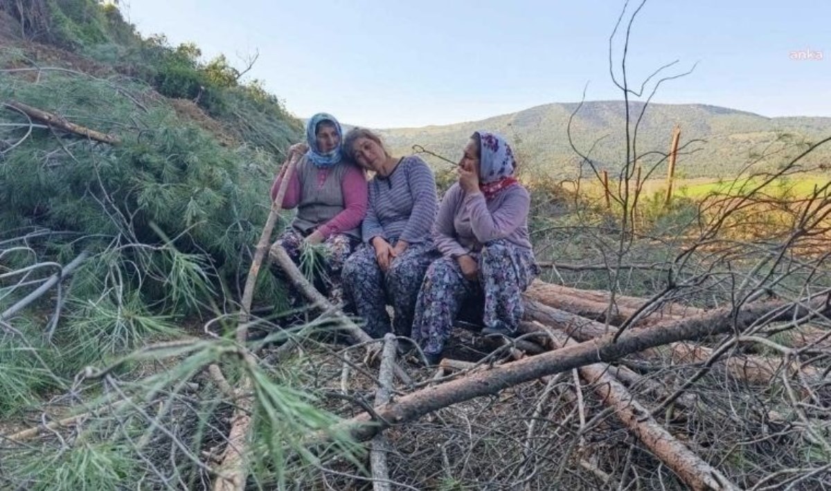 Tire'de ağaç kıyımı hız kesmeden devam ediyor: Doğa tehdit altında!