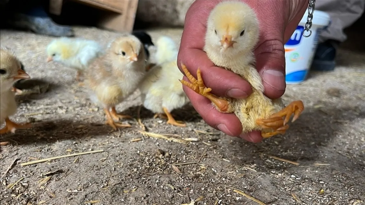 Eşine ender rastlanan bir durum! 4 bacaklı civciv herkesi şaşırttı: Uzmanlar sebebini açıkladı…
