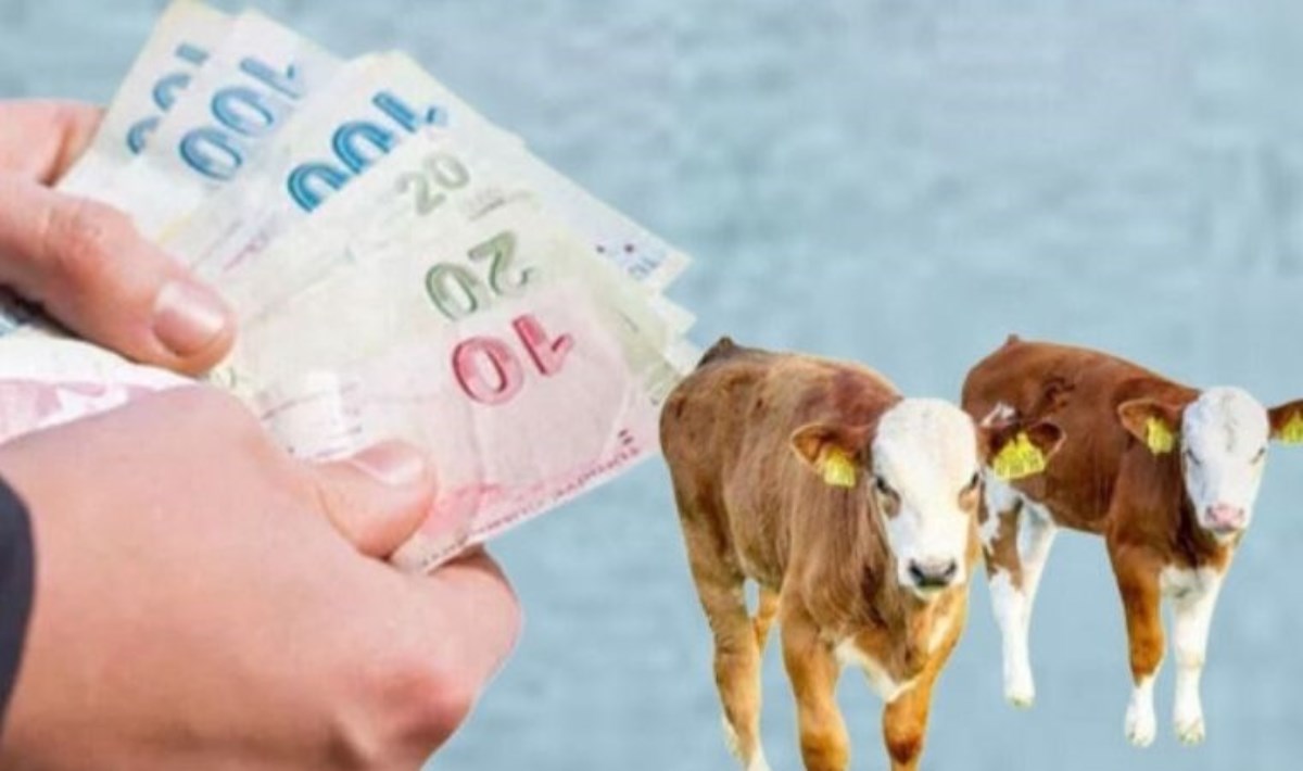 Buzağı desteği için belirlenen tutar ne kadar olacak? Buzağı yardımı ödemeleri ne zaman yapılacak? İkinci dönem buzağı desteği başvuru tarihleri açıklandı.