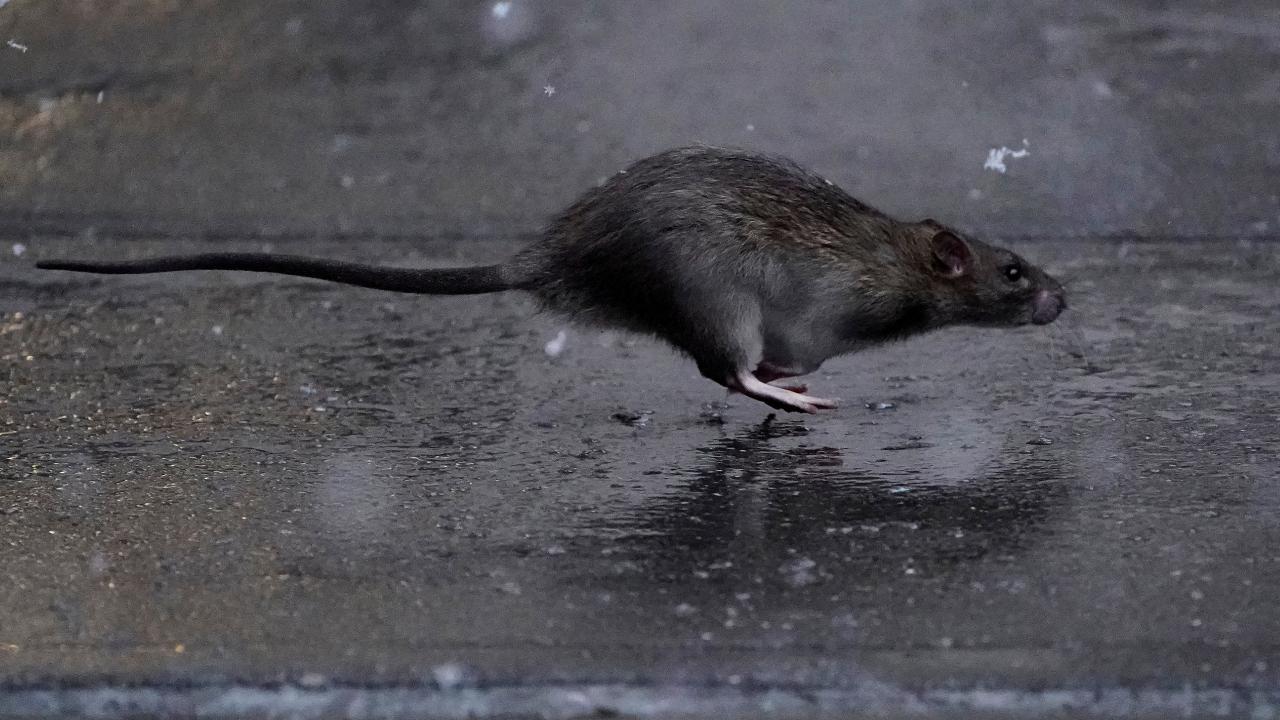 Fareler tehlikeli bir bakteri yayıyor, uzmanlar uyarıyor
