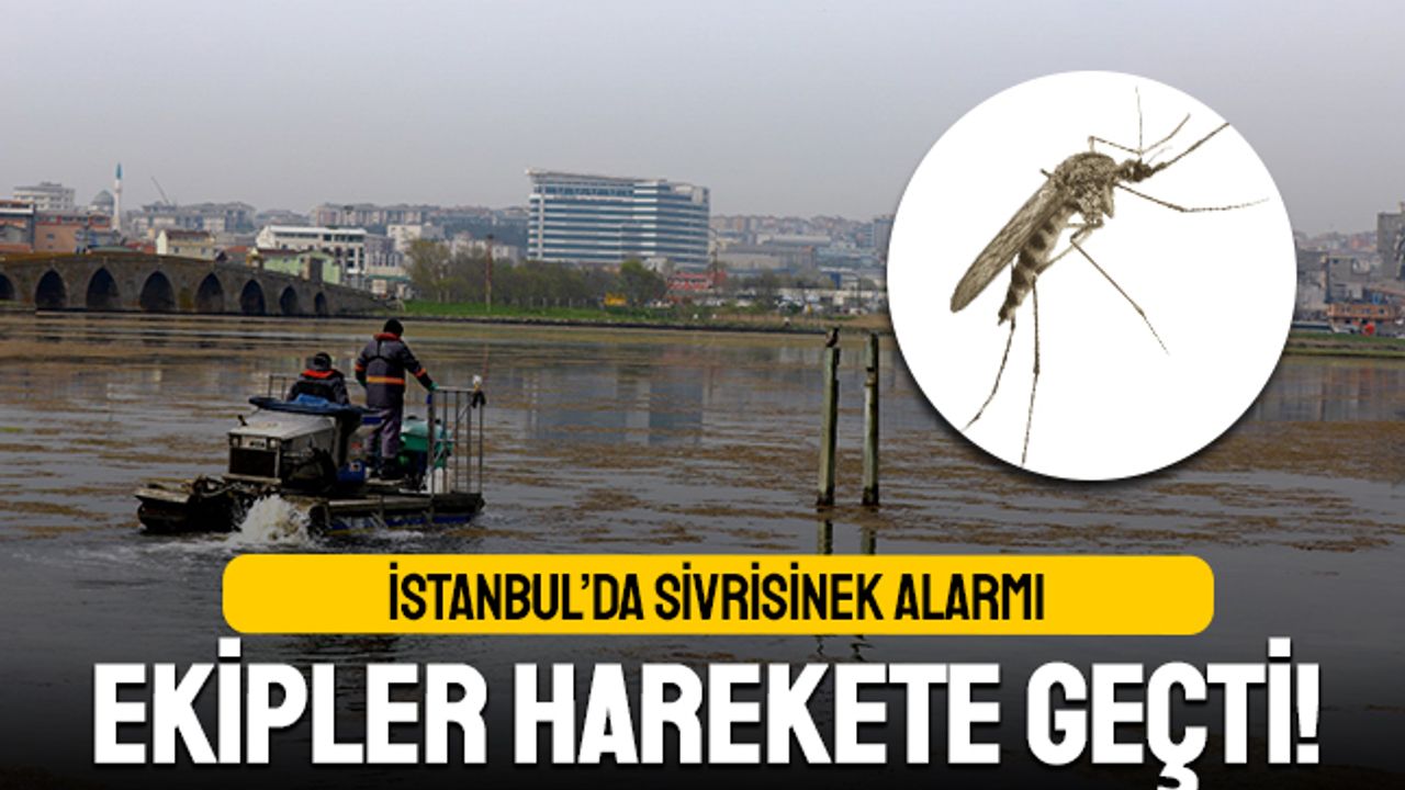 İstanbul’da sivrisinek yayılımı hız kazanıyor; Belediye ekipleri anında müdahale başlattı