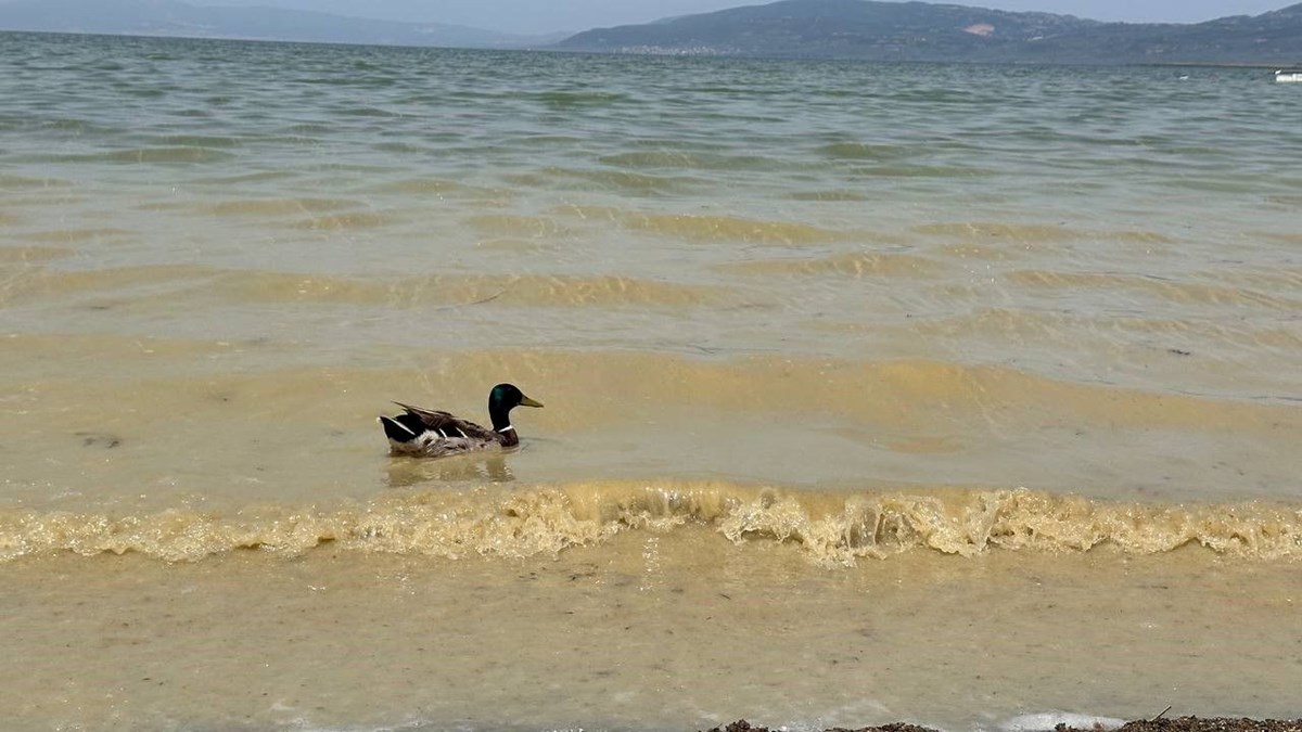 İznik Gölü'nde endişe veren durum: Kirlilik hızla artıyor