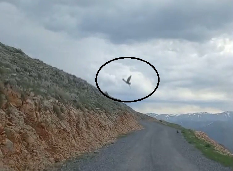 Kartalın yılan avı anı görüntülendi!
