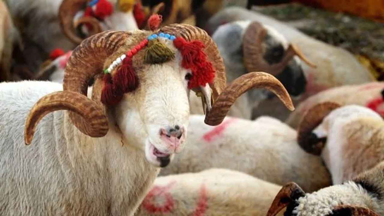 Migros, 2025 yılı için küçükbaş ve büyükbaş kurbanlık fiyatlarını duyurdu!