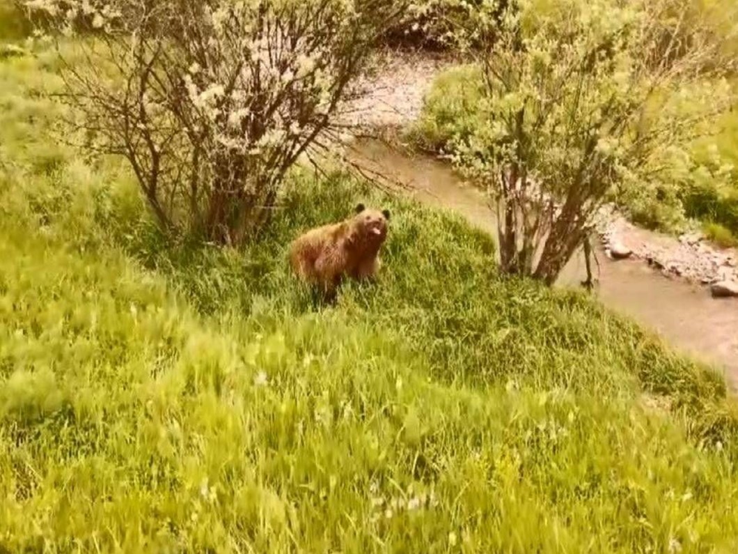 Vahşi Doğada Gezen Boz Ayı Kameralara Yakalandı