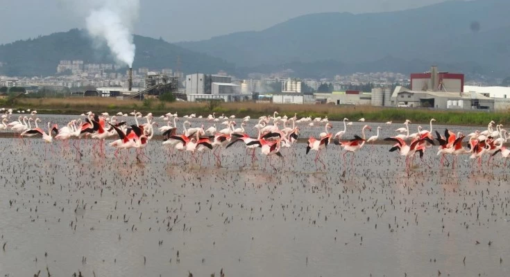 Aydın’a belgeselleri aratmayan görüntü! flamingolar bir anda doluştu: Eşsiz bir manzara oluştu