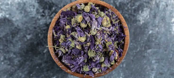 Karabaş otu neye iyi gelir? Karabaş otu çayını kimler kullanamaz? - Medicana Sağlık Grubu