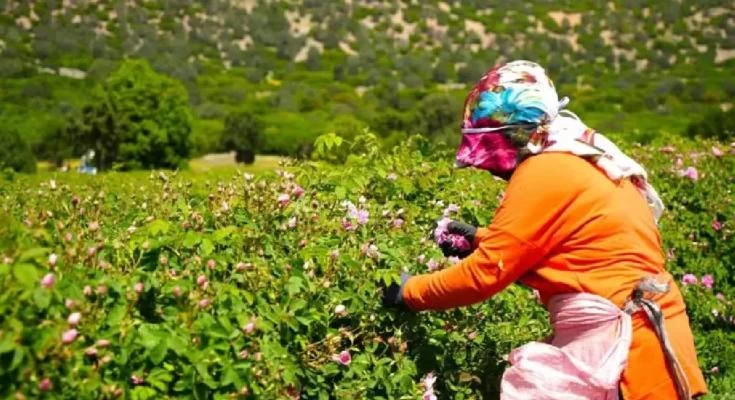 Turizmde Umut, Ekonomide Direnç: Hasat Başladı Ama Don Önce Davrandı!