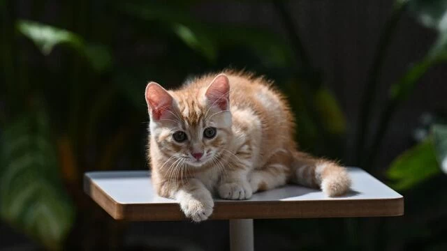 Sarman kedi türünün erkek olmasının nedeni keşfedildi!