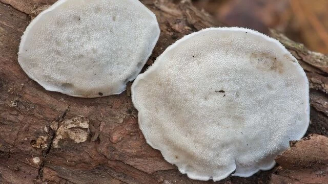 Mantarın içerisinde keşfedilen en acı madde!