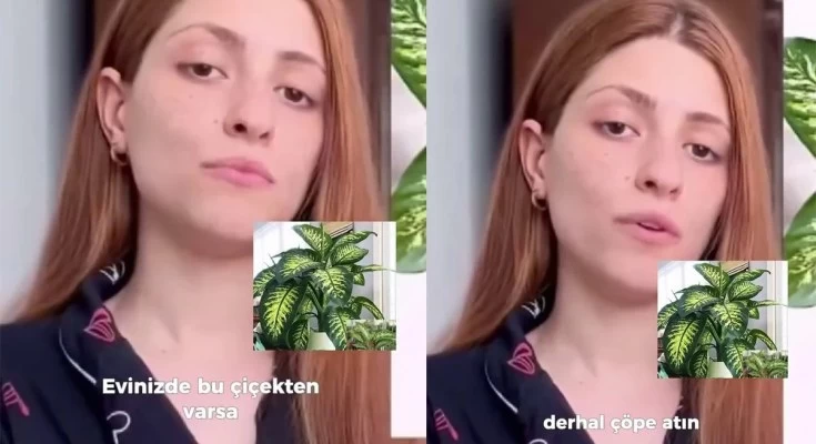 Bu bitki her evde bulunuyor! Evinde bulunanlar dikkat! Meryem Can’ın başına gelenler şoke etti