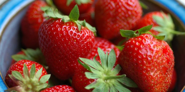 fraises-6-1920x960.webp