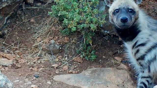 Nesli Tehlike Altındaki Çizgili Sırtlan İki Farklı Bölgede Görüldü, Koruma Altına Alınıyor.