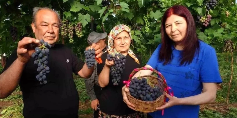 Tarımda ‘Siyah inci’ coşkusu başladı.