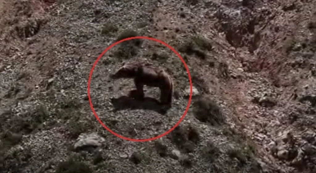 Bozayı Yavru Dağ Keçisini Avladı: O Anlar Dronla Görüntülendi!