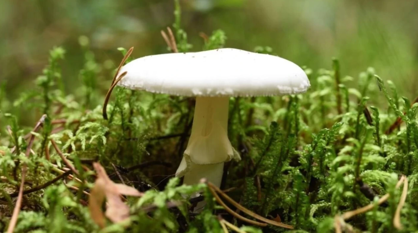 Dünyanın en tehlikeli mantarının etkisi artıyor