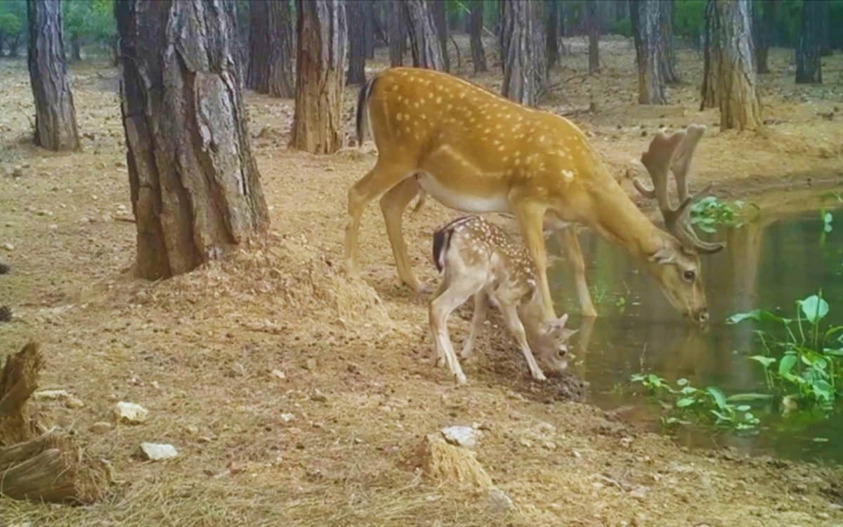 Fotokapanlar Nesli Tehdit Altındaki Alageyik Ailesini Kaydetti