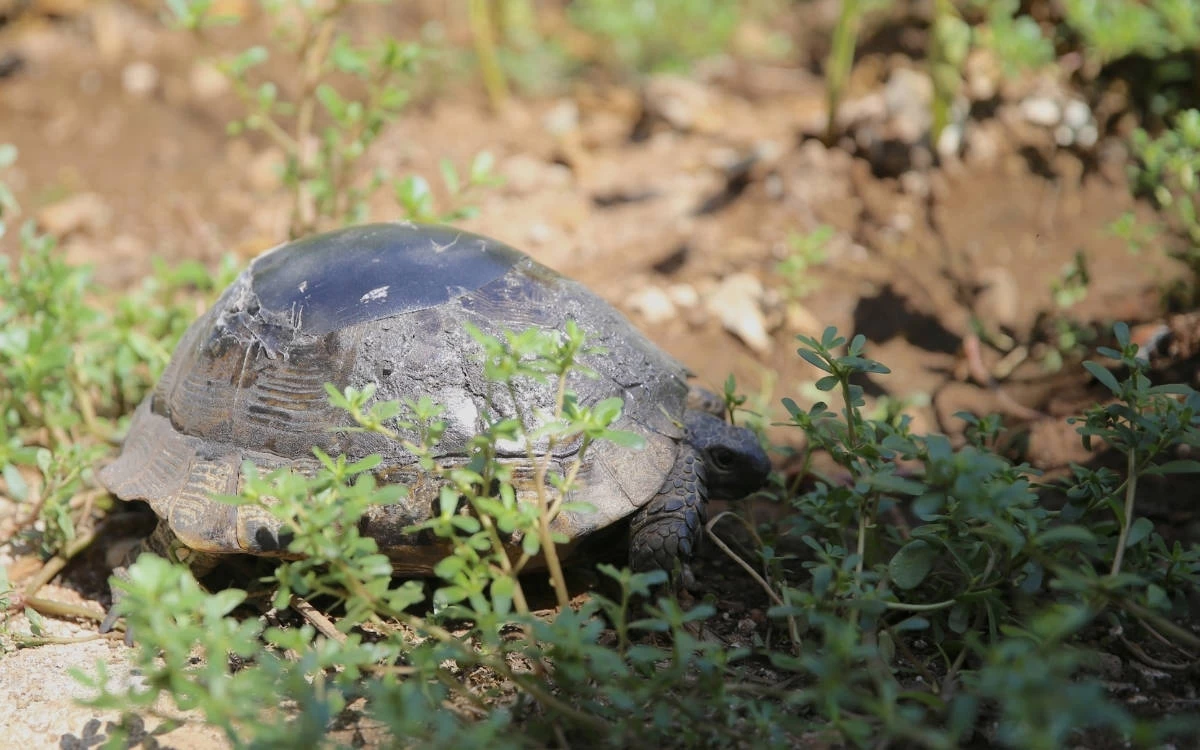 Kabuğu Kırılan Kaplumbağa Ustanın Onarımıyla Yeniden Doğaya Bırakıldı