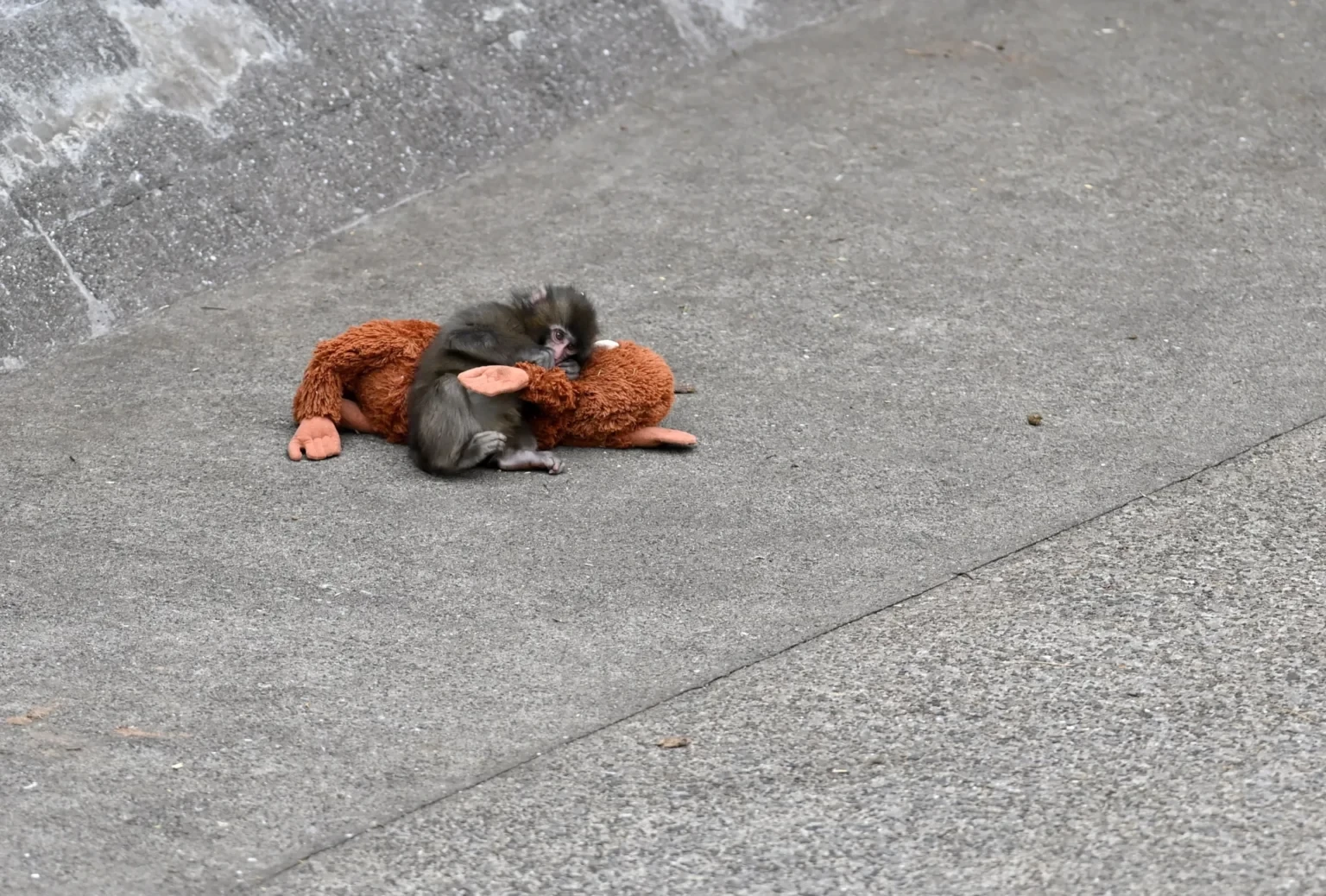 PUNÇ VE PELUŞ OYUNCAĞI REKORLAR KIRIYOR