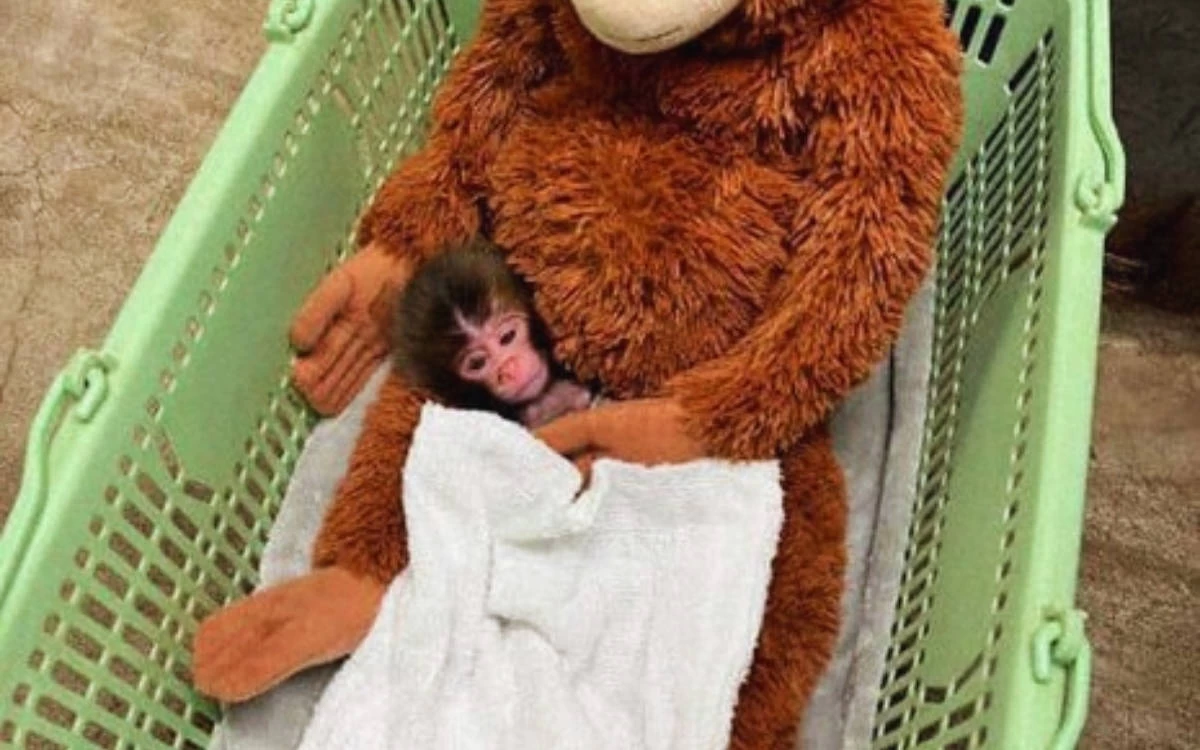 Hayvan Hakları Aktivistlerinden “Özgürlük” Çağrısı: Punch İçin Değil Tüm Doğadaki Canlar İçin