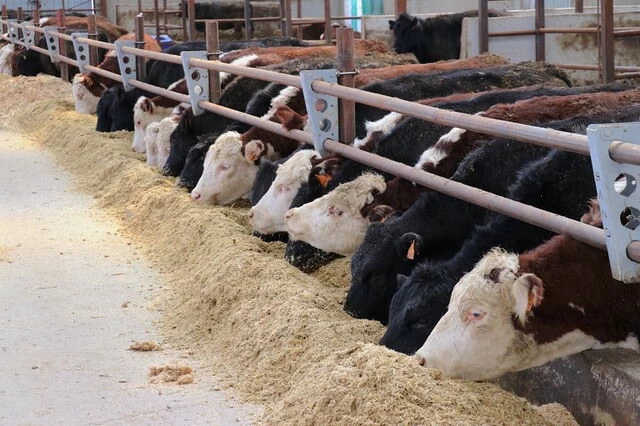 Besicilere Dev Destek: Hayvancılıkta Yeni Dönem Başlıyor