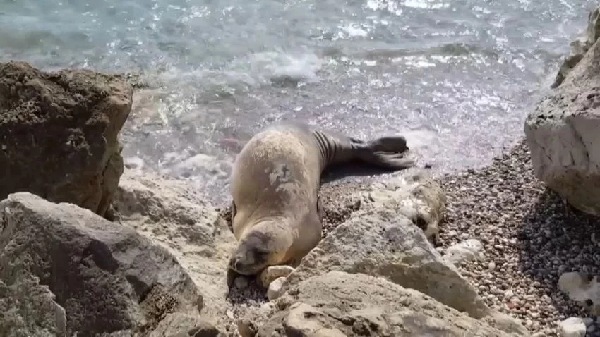 Turizmin Başkentinde Doğa Katliamı: Akdeniz Fokları Tehlike Altında!