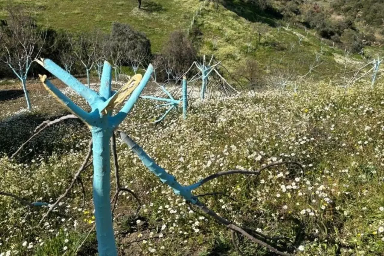 Bereketli Topraklara Balta Vuruldu! Aydın’da Doğaseverleri Ayağa Kaldıran Kıyım: Jeotermal mi, İmar mı? 700 Ağaç Artık Yok