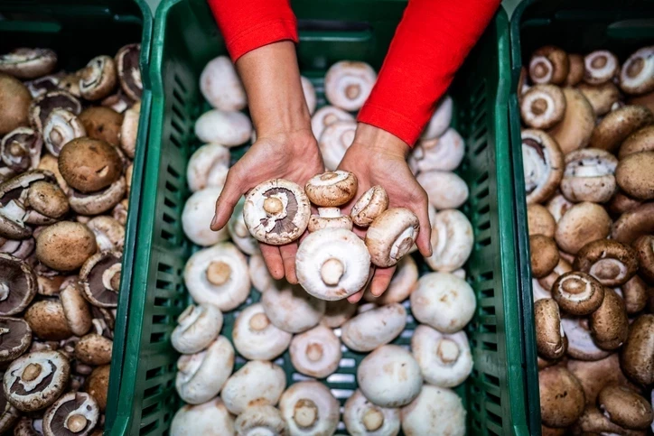 Bağışıklık, bağırsak ve beyin sağlığı için mantarın gücü