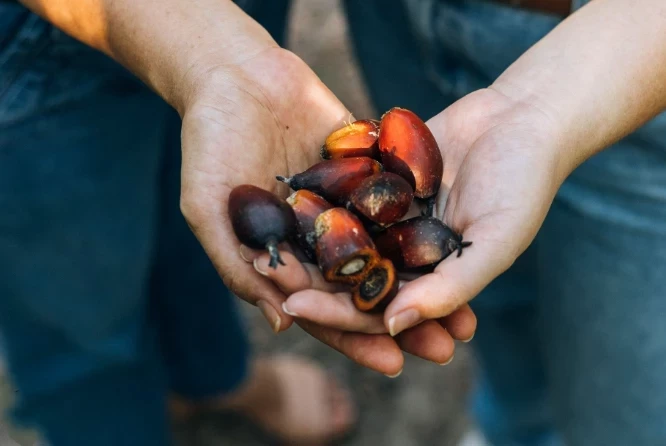 Gastronomi Rotası: Brezilya’nın "Kutsal" Yağı Dendê ve Sokak Lezzetleri