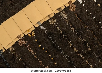 “Ekmeyin” Dediler Ama Dinlemedi: Gizemli Tohumlardan Şaşırtan Sonuç