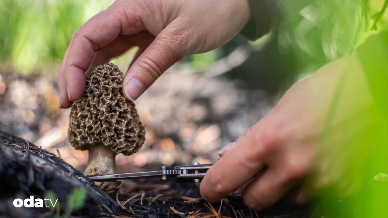 Mutfakların Lüks Lezzeti: Morel Mantarı Toplama Rehberi
