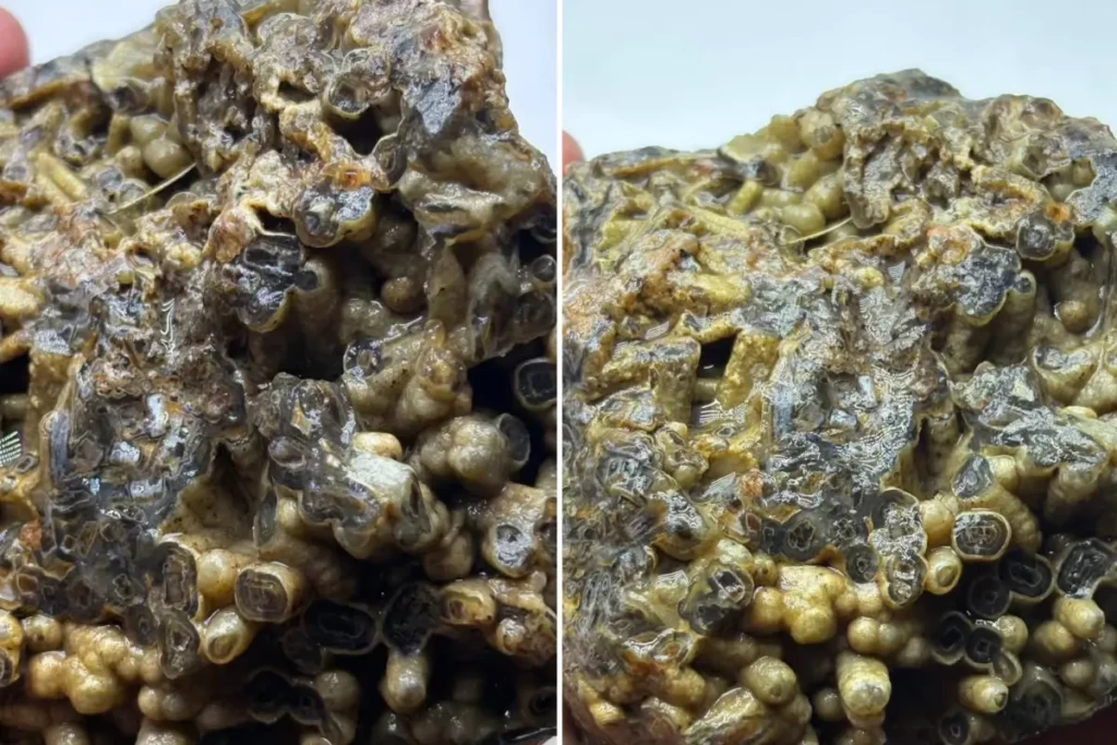 Beklenmedik keşif koleksiyonerlerin ilgisini çekti