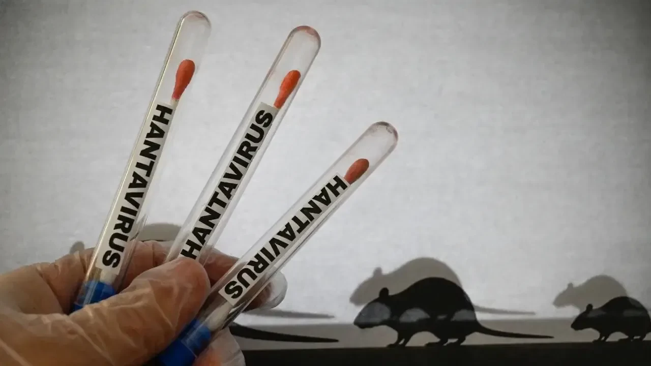 Hantavirüs Araştırmasında Yeni Bulgular Endişe Yarattı