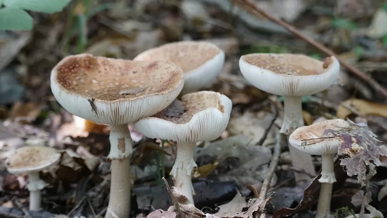 Yabani mantardan zehirlenen 1 kişi öldü, 5 kişi tedavi altında